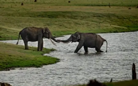 Lessons from the Wild: How animal and Human Behaviour are Interlinked