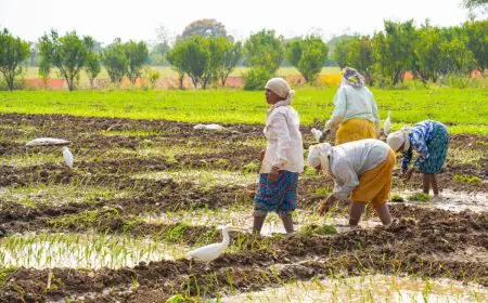 National Farmers’ Day 2024: Kisan Diwas History, Significance And 5 Quotes By Chaudhary Charan Singh