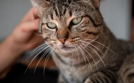 Cats Pose Similar Health Risks As Pigs, Have Potential To Cause Pandemics: Study