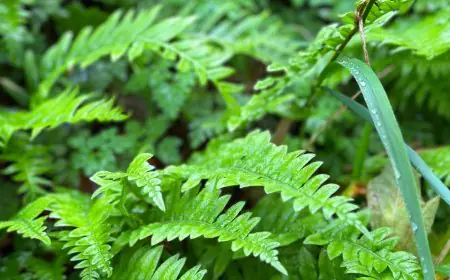 Get Your Skin To Defy Ageing With Fernblock: Here's How It Works