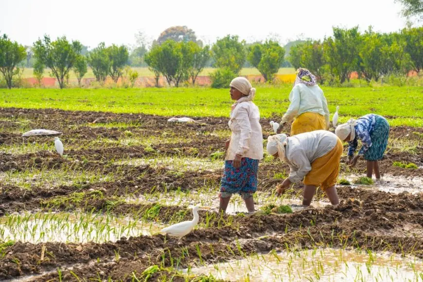 National Farmers’ Day 2024: Kisan Diwas History, Significance And 5 Quotes By Chaudhary Charan Singh