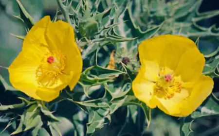 How Satyanashi Plant Helps Against Aging, Diabetes And Infertility