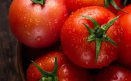 Do Your Tomatoes Burst In The Winters? Add This Liquid Along With Water In Your Plant