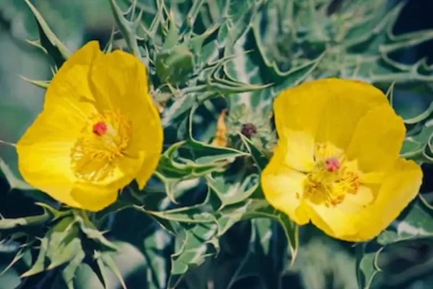 How Satyanashi Plant Helps Against Aging, Diabetes And Infertility