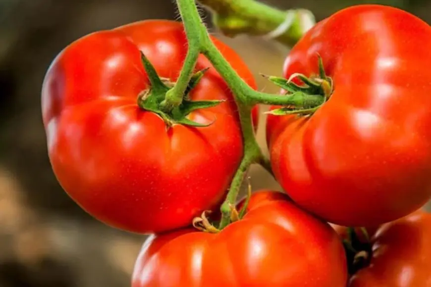 5 Reasons Why Tomatoes Are Good For Your Hair, How To Use