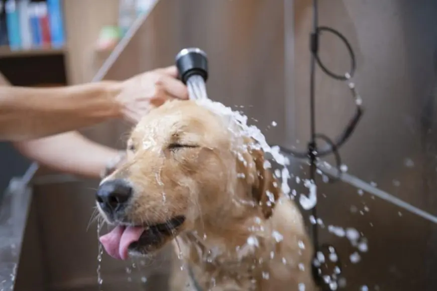 Overbathing Your Dogs Can Affect Their Overall Health; What You Should Know