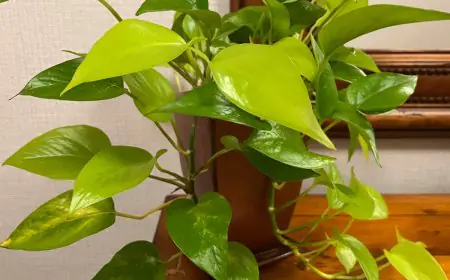Dull Indoor Plants This Winter? Check 5 Tips To Revive, Maintain Foliage At Home