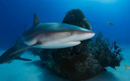 Travel Vlogger Gets Bitten By A Nurse Shark In Maldives: 5 Key Points To Keep In Mind