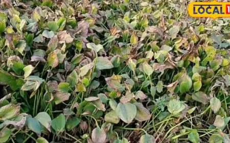 This Water Plant, 'Terror Of Bengal', Contains More Nutrients Than Cashews And Almonds