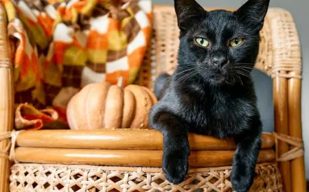 National Cat Day 2025: History, Significance, And 5 Black Cat Breeds That Make Great Pets