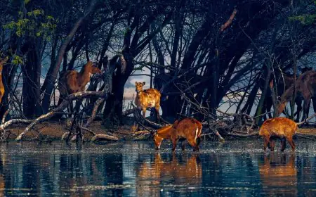 Explore Sultanpur National Park: A Complete Birding Paradise For Nature Enthusiasts