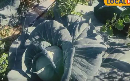 2 Crops, 2 Feet Apart: This Tomato Farmer Found The Intercropping 'Jugaad' To Double Profits