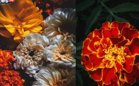 How To Make Herbal Agarbatti From Dried Puja Flowers In 5 Steps