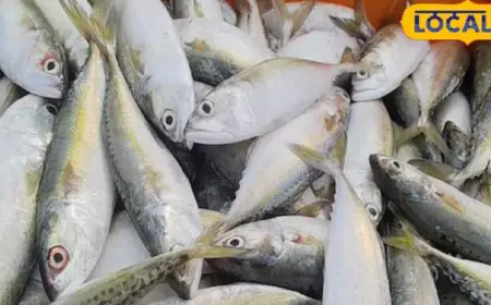 This Fish Is Rich In Vitamin D, Also Helps You Maintain Sugar Levels