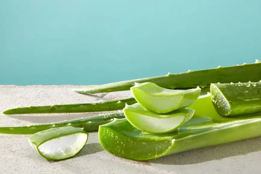 What Are The Benefits Of Drinking Aloe Vera Juice? Find Out Here