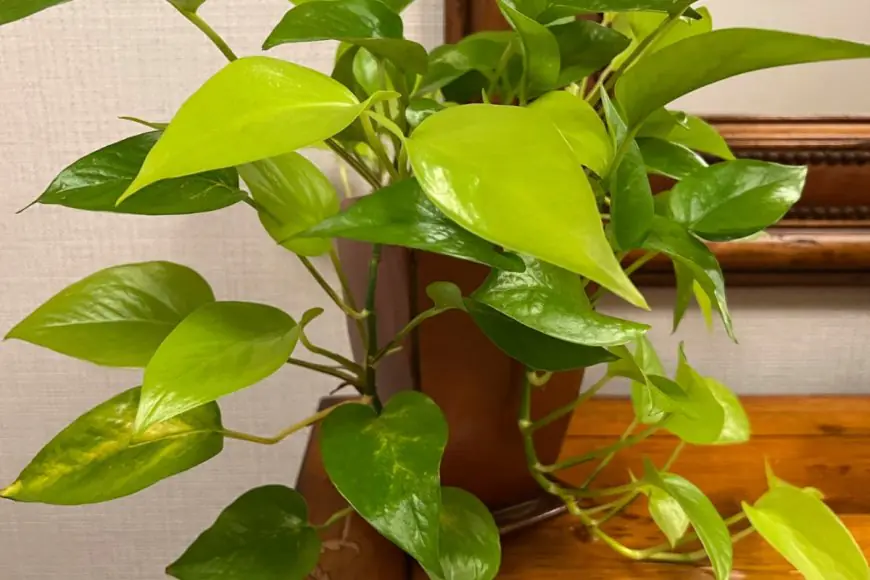 Dull Indoor Plants This Winter? Check 5 Tips To Revive, Maintain Foliage At Home