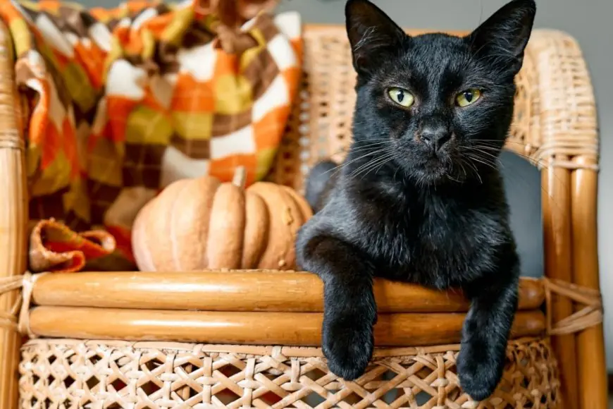 National Cat Day 2025: History, Significance, And 5 Black Cat Breeds That Make Great Pets