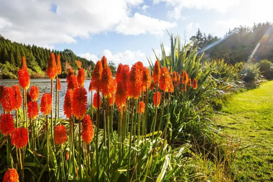 Why Red Aloe Vera is the Next Big Thing in Personal Care?