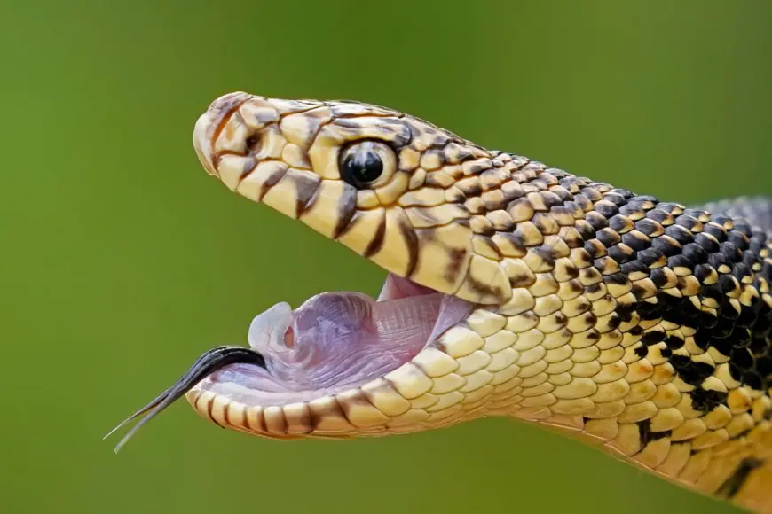 Sucking Out The Venom, Tying The Wound, Making Incisions: Never Do Any Of These For Snakebites