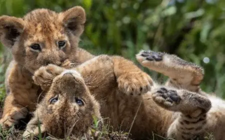 6 Spectacular Species in their Natural Glory on World Wildlife Day