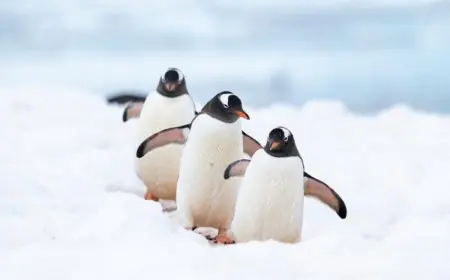 Call of the Wild: Answer It This World Wildlife Day