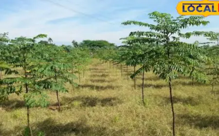 Plant Malabar Neem Trees At 10-Foot Intervals, Reap Its Riches Within 5 Years
