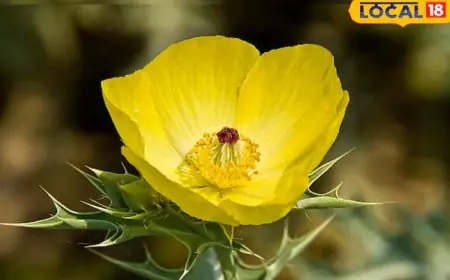 From Infertility To Vitality: Benefits Of Mexican Poppy Or Satyanashi Juice For Men