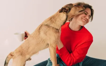 How Indie Dogs Are Winning Hearts in Indian Homes
