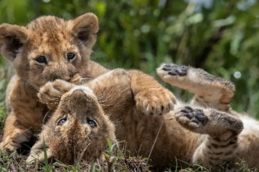 6 Spectacular Species in their Natural Glory on World Wildlife Day