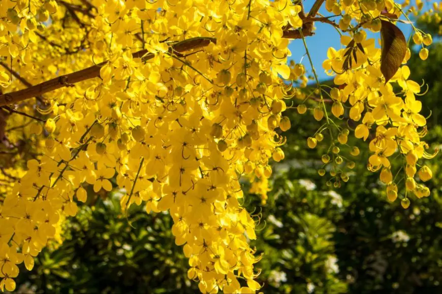 From Gulmohar To Pride Of India: Check Out Some Of India’s Gasp-Worthy Blooming Trees Inside