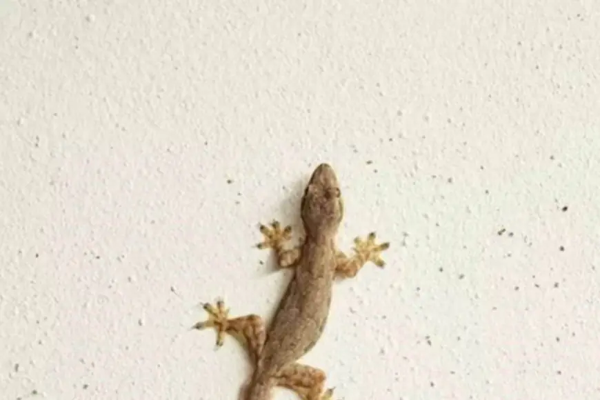 Tired Of Lizards At Home? These Kitchen Spices Can Keep Them Away