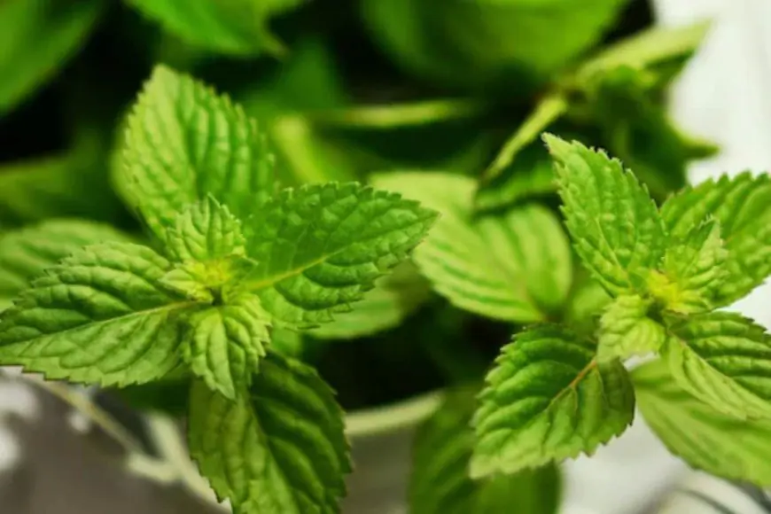 Summer Drink: Stay Cool And Refreshed with This Green Leaf Infusion