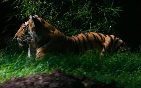 Sundarbans To Kanha, India’s Best National Parks For A Thrilling Night Safari Experience