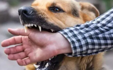 Not Just Dog Bites, There Are Other Causes Of Rabies Too: Here’s How It Spreads, How You Can Stay Safe