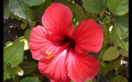 This Striking Red Flower Heals Insomnia, Leucorrhoea, And Anaemia Naturally; Here's How