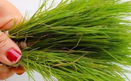 Say Goodbye To Migraines! This Grass Around Your Home Could Be The Cure