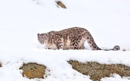 Think Indian Safaris Are All About Tigers? Check These 5 Locations That Offer Much More