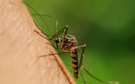 Early Fever in Summer? Could It Be Malaria? Here’s When to Suspect and Act