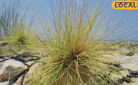 Ravan's Moustache: The Natural Bodyguard For Sand Dunes