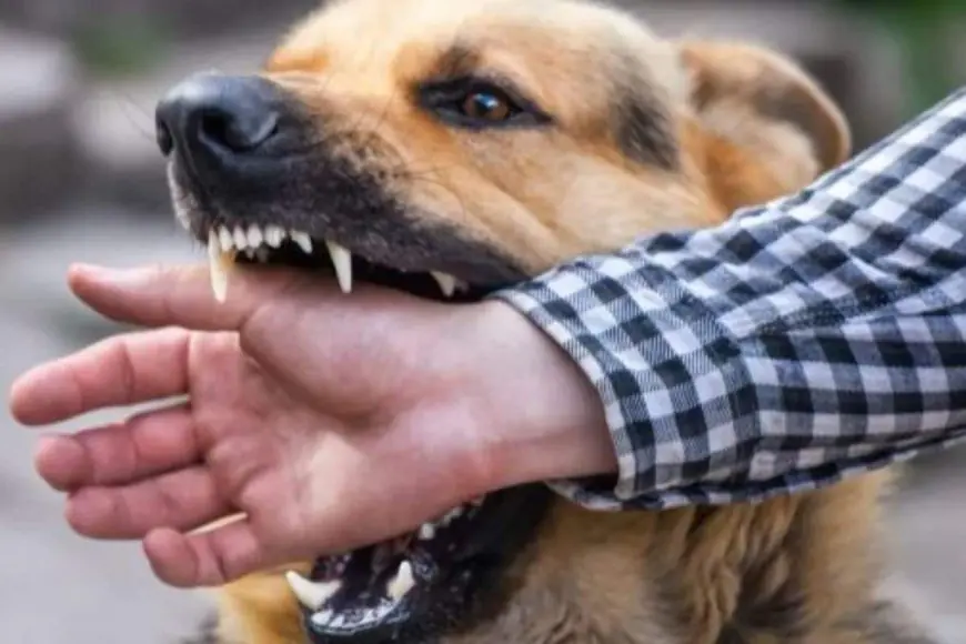Not Just Dog Bites, There Are Other Causes Of Rabies Too: Here’s How It Spreads, How You Can Stay Safe