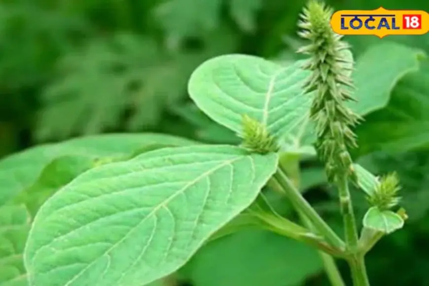 This Plant Can Even Break Down 25mm Kidney Stones Naturally; Here’s How To Use It At Home