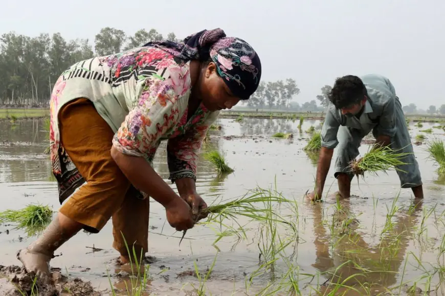 Climate Change Increasing Risk Of Cancer From Rice, Says Report