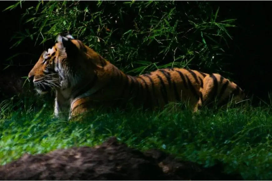 Want To Spot The Most Exotic Animals And Birds In Your Next Safari Trip? Follow These 6 Tips And Tricks