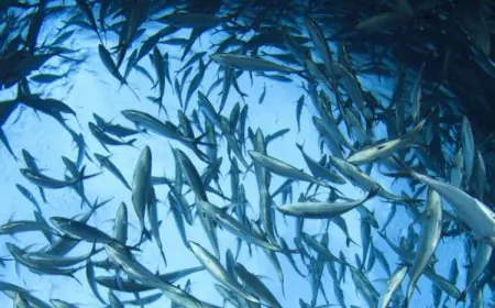 World Tuna Day 2025: Theme, History, Significance, And Celebrations