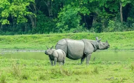 From National Parks To Bird Sanctuaries: Discover These Wildlife Spots In India