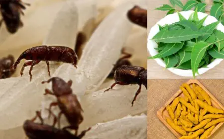 From Haldi To Neem: 7 Tips And Tricks To Protect Your Rice From Pests