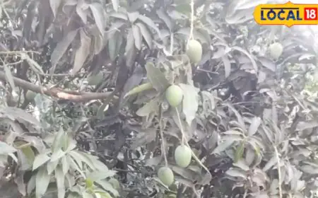 Fragrant, Juicy, And Full Of Promise — Himsagar Mango Finds A New Home In Sitamarhi