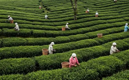 International Tea Day 2025: History, Significance, Quotes And Chai's Facts