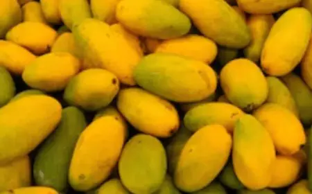 Mango Magic: 3 Must-Try Recipes to Celebrate the King of Fruits