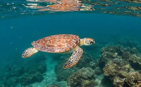 World Turtle Day 2025: History, Significance, Key Facts, Celebrations And More